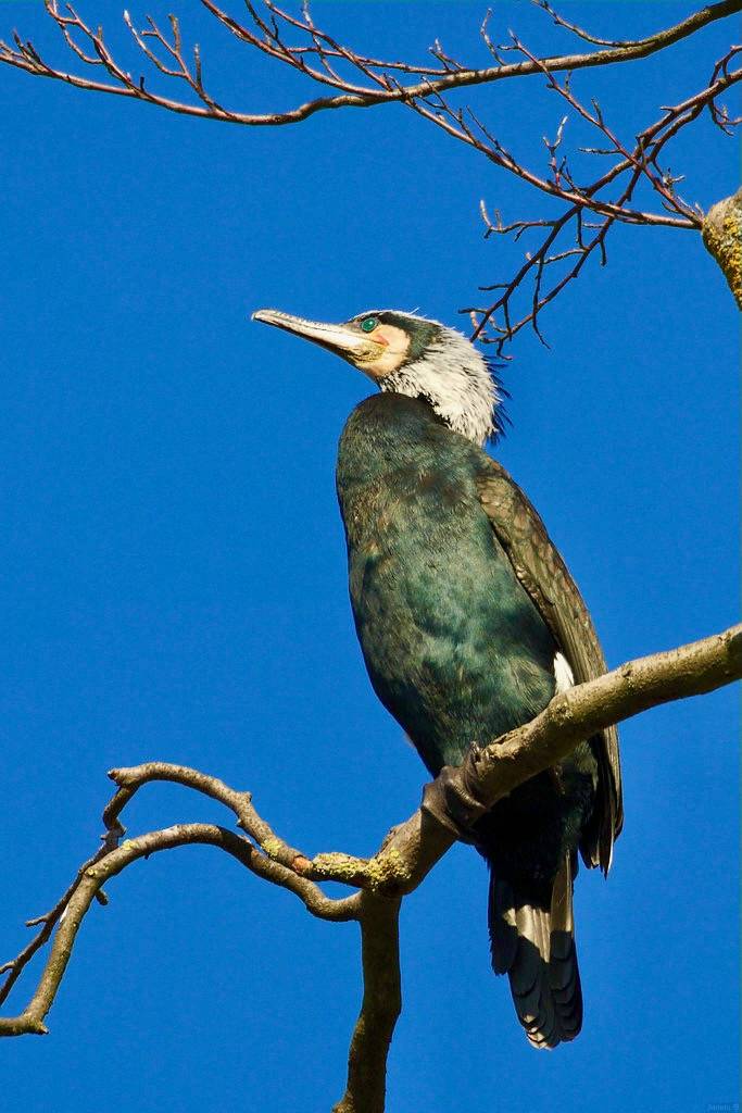Great Cormorant (Breeding Plumage) by Jannis_V is licensed under CC BY-SA 2.0.